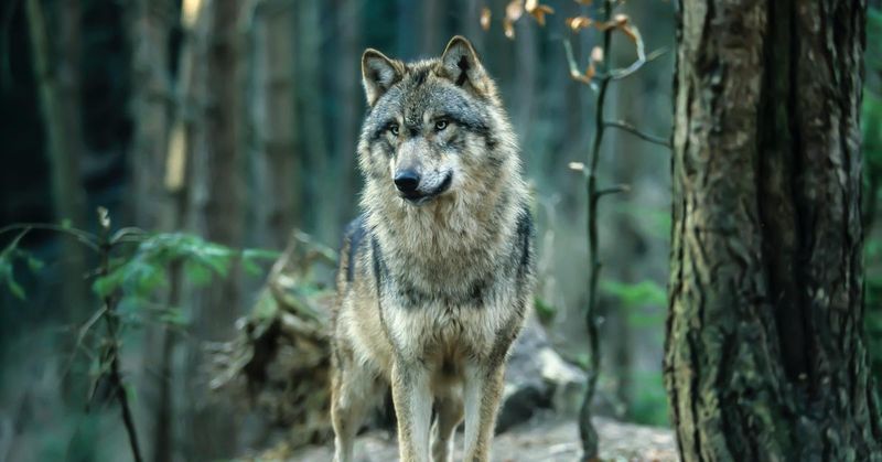 Wolf Pack Disease Resistance
