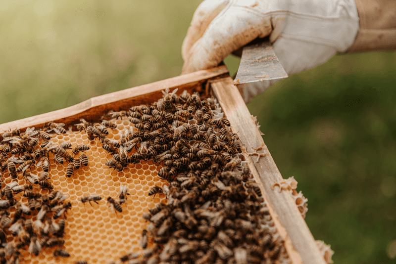 Honey CSAs Connect Consumers With Keepers