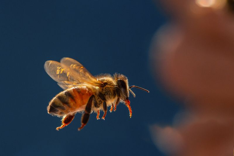 Bee
