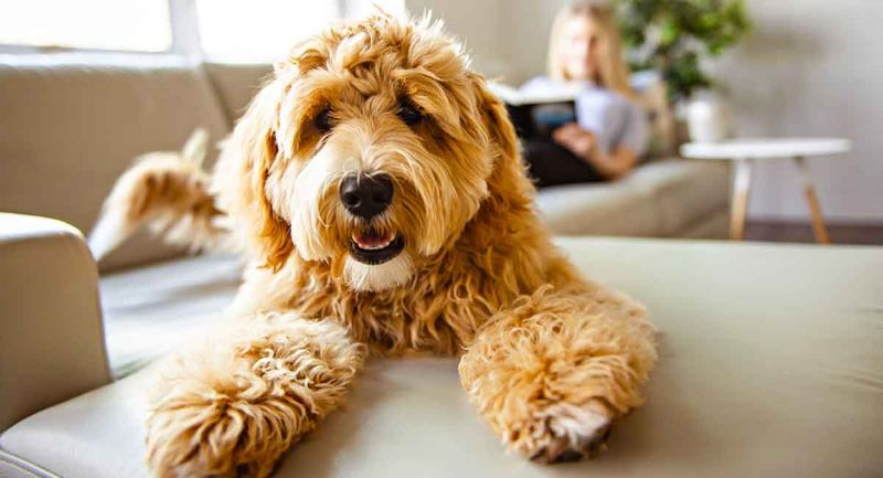 Labradoodle 