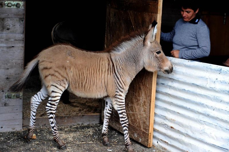 Zonkey (Zebra + Donkey)