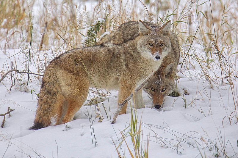 Coyotes Patrol Former Rail Yards