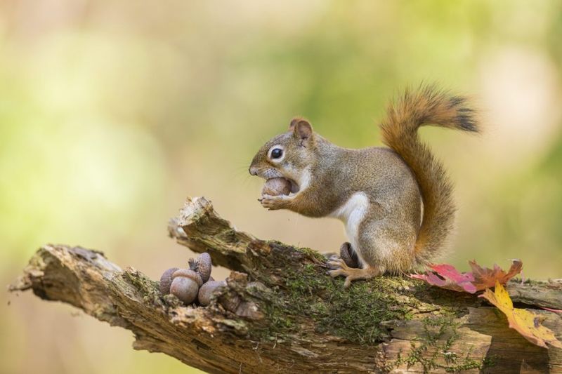 Squirrels: Memory Champions