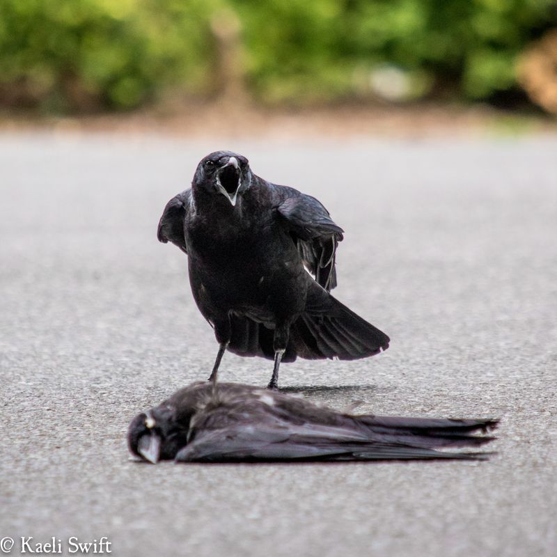 Crows Holding Funerals