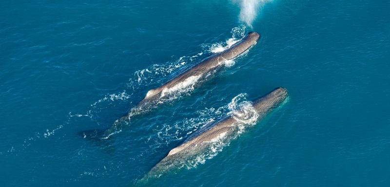 Whales