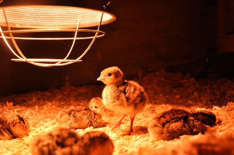 Beginner Tip: Temperature Control Matters
