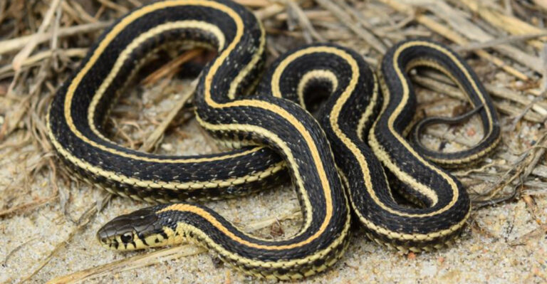 Beginner's Guide To Caring For A Garter Snake