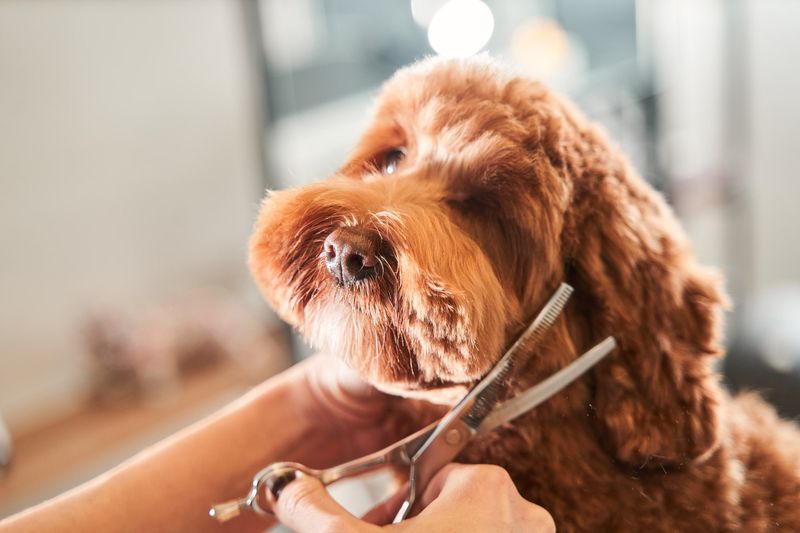 Grooming Needs