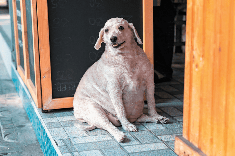 Weight Gain