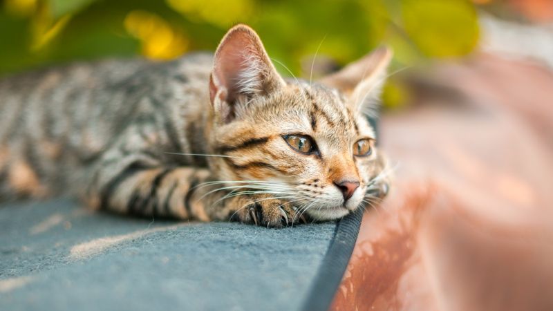 Cats Don't Cry From Grief