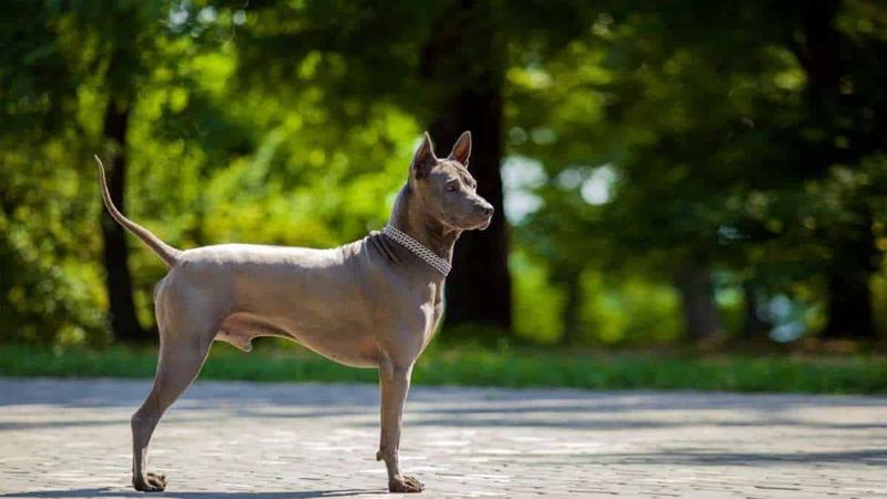 Thai Ridgeback
