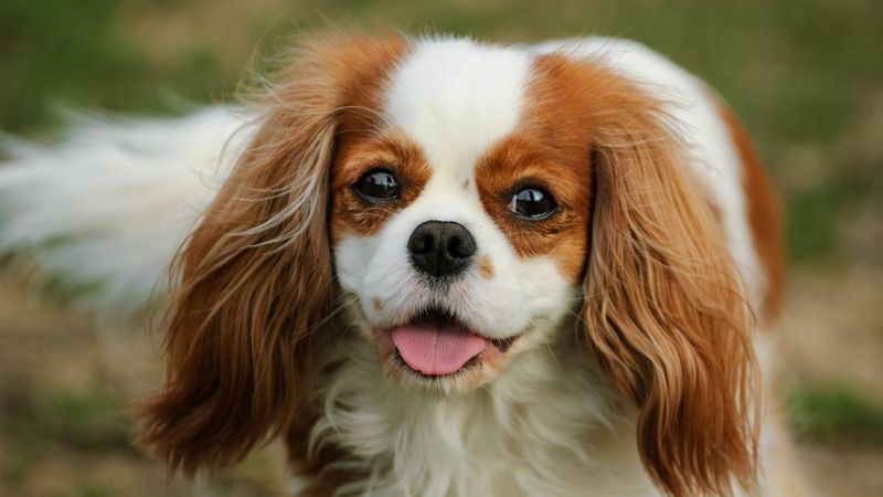Cavalier King Charles Spaniel: The Royal Lap Warmer