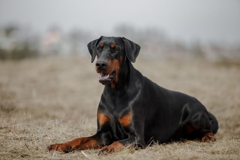 Doberman Pinscher: The Loyal Protector