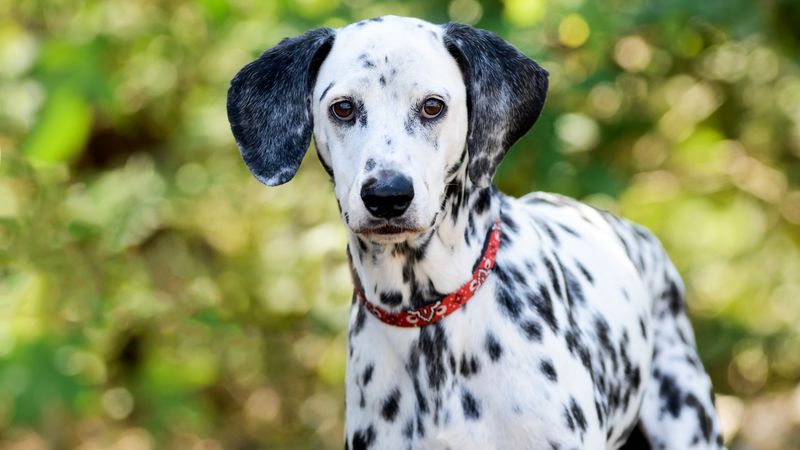 Dalmatians: High-Maintenance Spotted Beauties