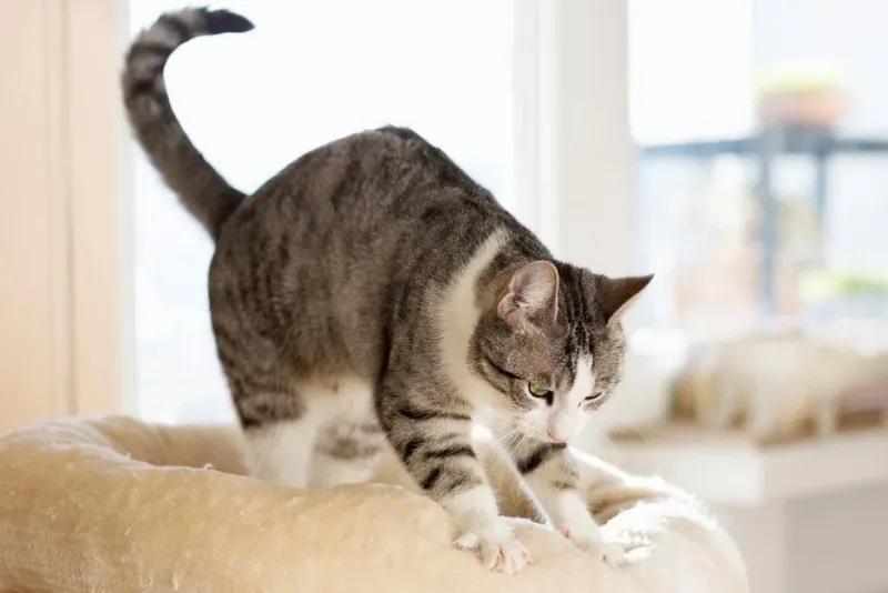 Kneading Your Lap Like Dough
