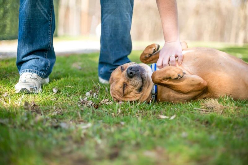 Belly Rubs