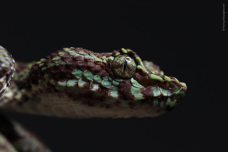 Known For Its Distinct Eye Scales