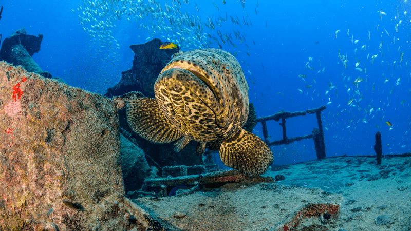 Giant Grouper - The Reef's Grumpy Guardian