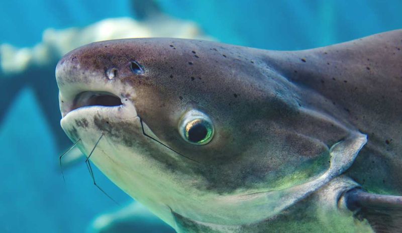 Mekong Giant Catfish: Thailand's River Monster