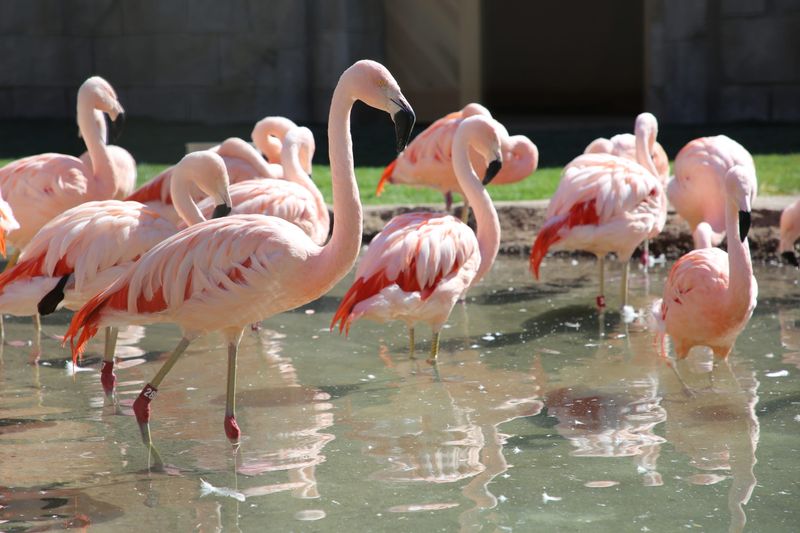 Flamingos: Surprisingly Expensive Flocks