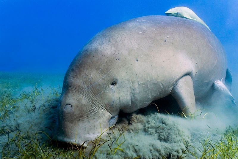 Dugongs: Ancient Sea Grazers With Cow-Like Tails