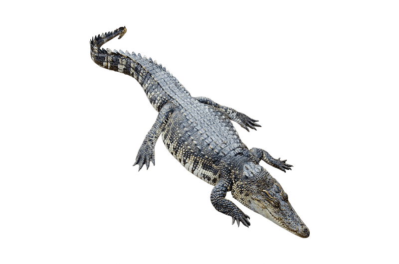 Saltwater Crocodiles: The Ship-Side Dragon