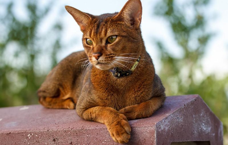 Abyssinian