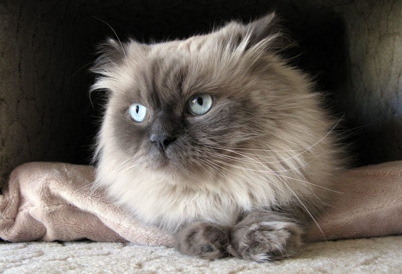 Himalayan Cats: Breathing Troubles In A Fluffy Package