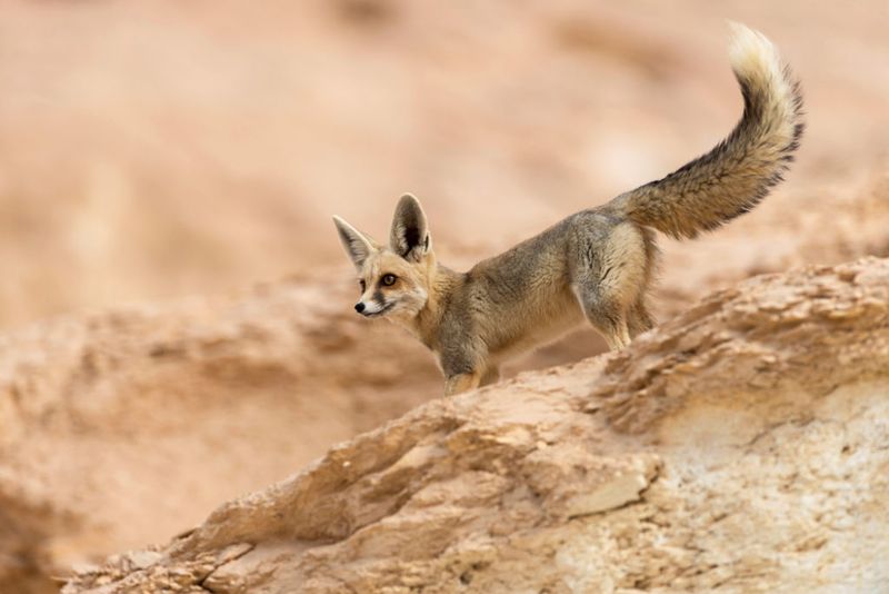 Blanford's Fox: Rocky Mountain Acrobat