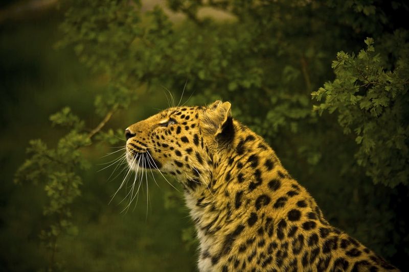 Amur Leopard