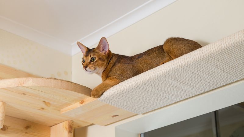 Abyssinians: Too Curious For Their Own Good