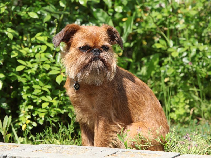 Brussels Griffon: The Ewok Impersonator