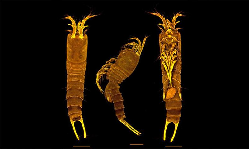 Tetragoniceps Bermudensis: A Newly Discovered Creature