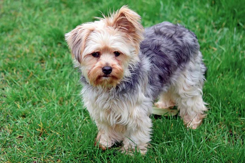 Chorkie: The Pocket-Sized Powerhouse
