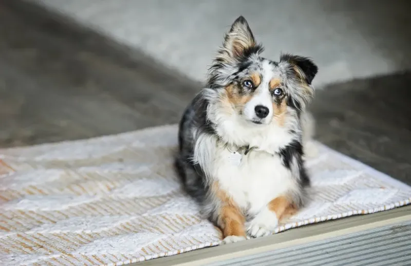 Mini Aussies: The Downsized Herders Everyone Wants