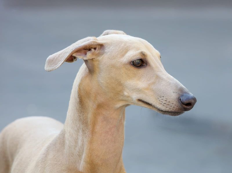 Greyhound