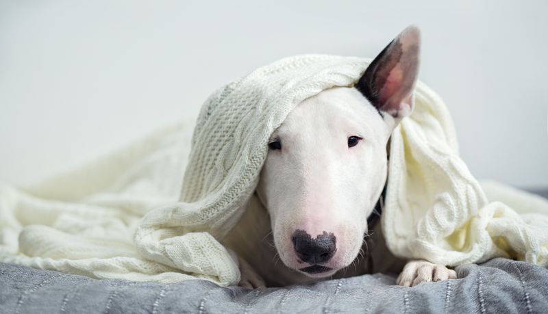 Bull Terrier