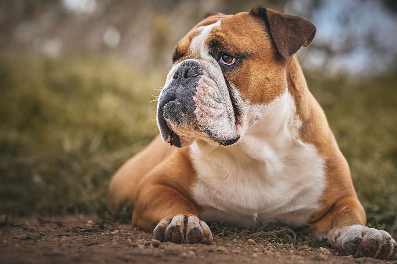 English Bulldog