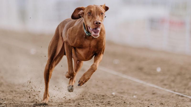 Vizsla: Velcro Voyager