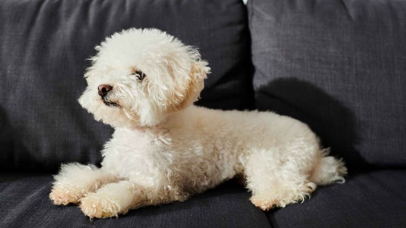 Bichon Frise: Living Cotton Balls Of Joy