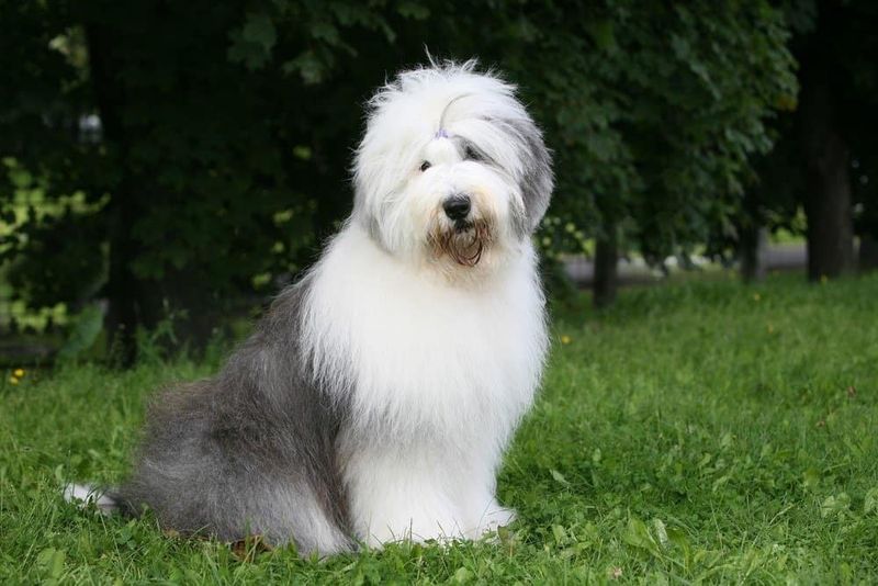 Old English Sheepdog: A Reliable Farm Companion