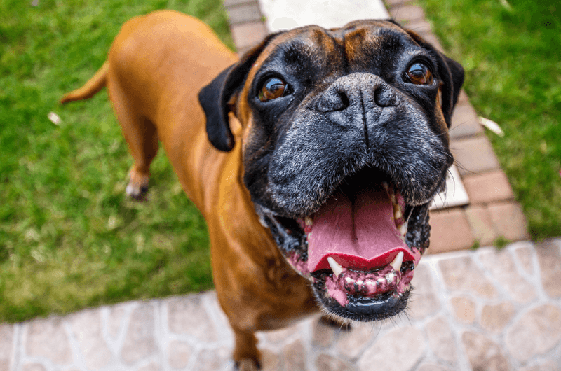 Boxer