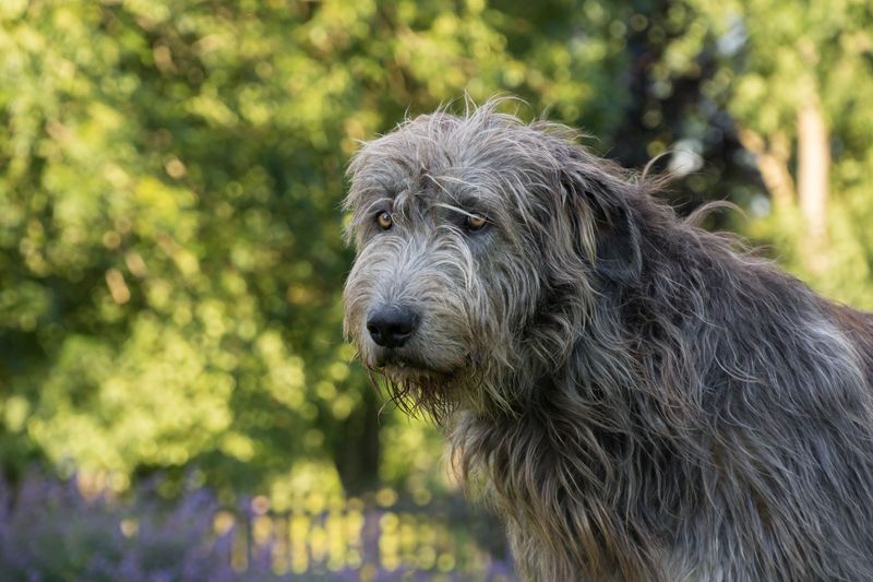 Irish Wolfhounds