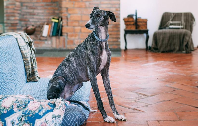 Greyhounds