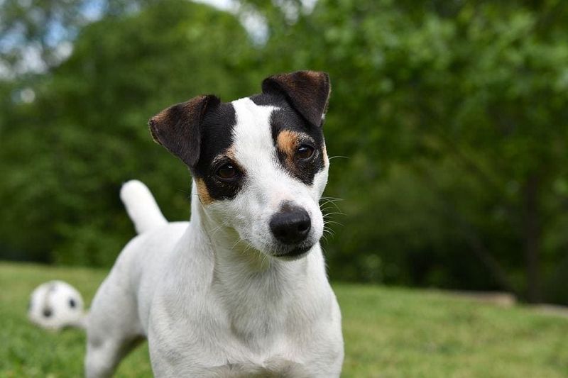 Jack Russell Terriers: Self-Employed Problem Solvers