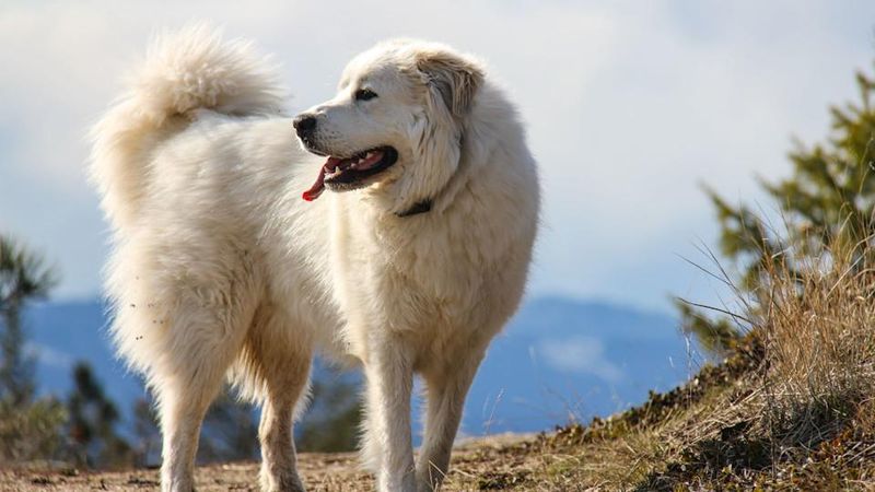 Great Pyrenees: The Majestic Protectors