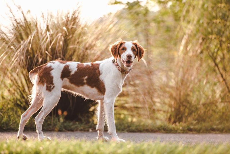 Brittany Spaniels: The Enthusiastic Executors