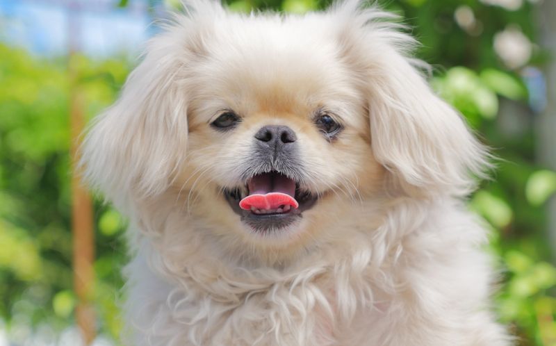 Pekingese Face Multiple Heat Challenges