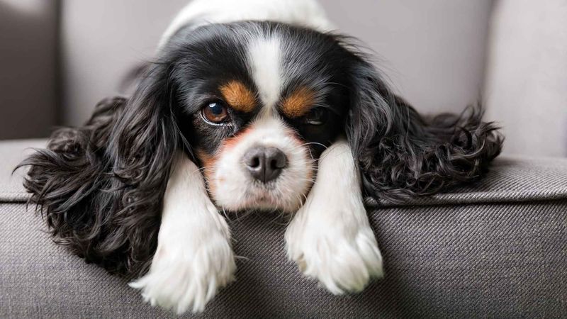 Cavalier King Charles Heart-Healers