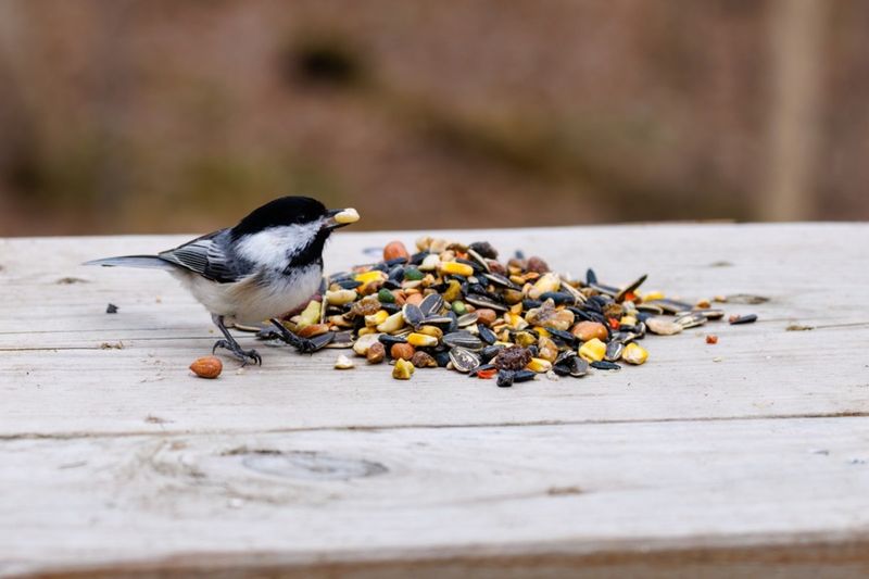 Seed Caching Behavior Intensifies During Autumn